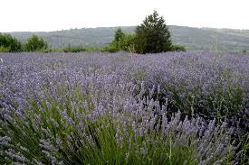 Photos From Ilirio S Lavender Tour On Hvar Island Croatia