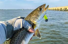 Shop outdoor gear from all the top brands at low prices Best Lure For Sea Trout Off 65 Medpharmres Com
