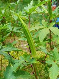Diantara kandungan tersebut juga sangat membantu dalam kinerja organ tubuh kita menjadi lebih normal. Tanamsendiri Com Grow Your Own Tanam Sendiri Bendi Okra Lady S Finger Hibiscus Esculentus