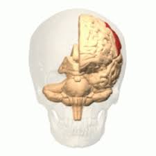 Image result for Parietal Lobe