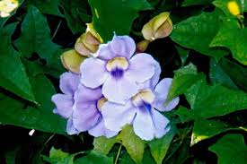 Image result for Thunbergia annua
