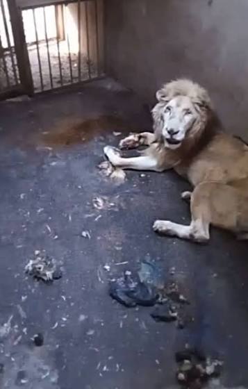 Guanajuato | Zoológico de León oculta la muerte de cinco ejemplares y el estado grave de salud de un bisonte 🦬 🔗 https://bit.ly/4fZmGxA