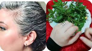 وصفة سحرية مذهلة للتخلص من الشيب او الشعر الابيض بمكونين فقط مجربة ومض beauty hair hair care