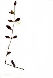 Image result for Pteleopsis anisoptera