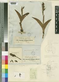 Image result for Satyrium sphaeranthum