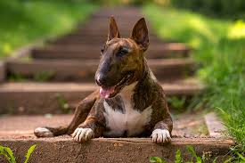 Image result for bulteriér