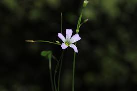Image result for Oxalis latifolia