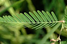 Image result for Aeschynomene leptophylla