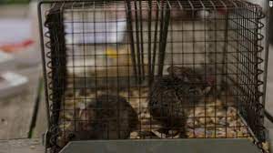 In the new south wales city of dubbo, a resident discovered mice in her ceiling vent. Australia Mouse Plague Millions Of Mice Are Swarming Nsw Towns Now There S A Plan To End The Plague With Poison Cnn