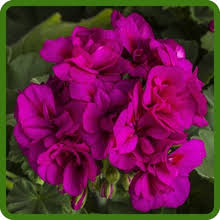 Image result for Geranium bohemicum Orhcid Blue