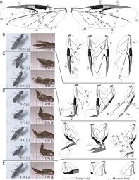 When the wing are folded, all of the bones try to come closer to each other. Asymmetric Hindwing Foldings In Rove Beetles Pnas