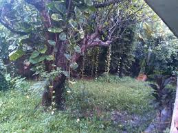 You are viewing page 1,366 of 7,386. Dijual Rumah Tua Hitung Tanah Polonia Cipinang Cempedak Jatinegara Jakarta Timur 75662