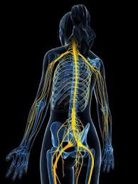 Image result for Peripheral Nervous System