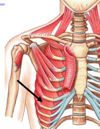Skeletal muscle is mainly involved in moving bones and the type of muscle typically referred to in anatomy when referring to the musculoskeletal system. Human Anatomy Bones And Muscles Flashcards Quizlet