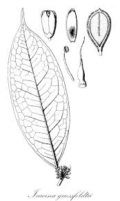 Image result for Icacinaceae