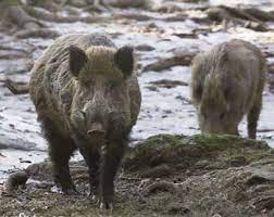 Wild pigs occupy the largest global range of any nondomesticated terrestrial mammal on earth, researchers in canada recently concluded. Wild Boar From Nc Wins Ncpedia