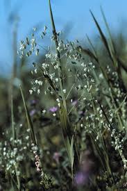 Image result for Briza minor