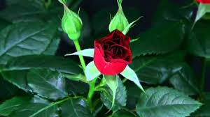 اروع وردة في العالم الورد لغه المحبه حنين الذكريات