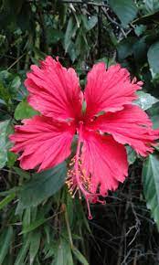 Hibiscus In My Garden They Only Flower For A Day Or Two And Are Edible You Can Make Tea With Them And They Are High In Vitam How To Make Tea