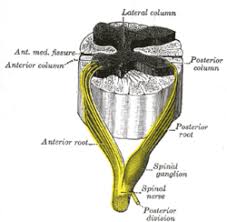 Ganglion cysts do not pose a significant medical threat. Dorsal Root Ganglion Wikipedia