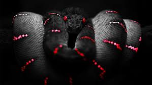 Hd Wallpaper Black Boa Constrictor Red Snake Wallpaper Flare In this animal collection we have 26 wallpapers. black boa constrictor red snake