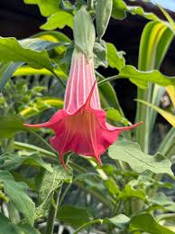 Image result for Brugmansia