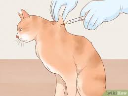 These medicines may include diabetes pills or medicines you inject under your skin, such as insulin. How To Administer Insulin To A Cat With Pictures Wikihow