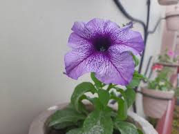 It's most common to purchase young petunia plants from a nursery. How To Make Petunias Fuller And Keep Them From Getting Leggy The Practical Planter