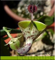 Image result for Ceropegia haygarthii