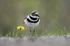 Image of 3 killdeer eggs, and nest, taken along the shore of lake pueblo, colorado. Killdeer Wikipedia