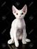 Devon Rex - Wikipedia