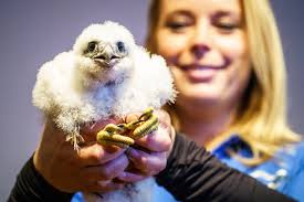 Blizzard, new peregrine falcon, is a fighter
