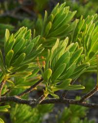 Image result for Suriana maritima