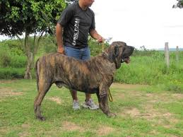 Mesmo com perfumes mais amenos e elementos especiais para filhotes, é imprescindível a leitura do rótulo antes da utilização. Tudo Sobre A Raca Fila Brasileiro Caracteristicas Fotos E Muito Mais Portal Do Dog