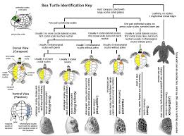 World Sea Turtle Day Sea Turtles In Mozambique Distribution And Nesting Ecology Love The Oceans