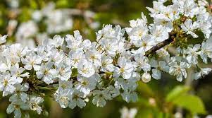 Maybe you would like to learn more about one of these? Types Of Hawthorn Trees With Their Flowers And Leaves Pictures