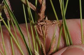 Image result for Eragrostis paniciformis