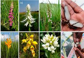 Image result for Brachycorythis buchananii