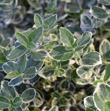 Broadleaf evergreen, variegate shrub, erect, to 12 ft tall with a 6 ft spread (3.6 × 1.8 m), rapid growing. Shrub From Taylor S Nursery