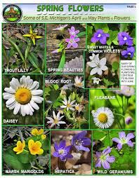 * all plants provided by the native plant nursery are michigan native species propagated from michigan sources. Michigan Spring Flowers Hiking Michigan