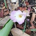 Image result for Aframomum alboviolaceum