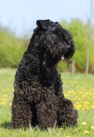 How big are kerry blue terriers? 240 Kerry Grooming Examples Ideas Kerry Blue Terrier Terrier Dogs