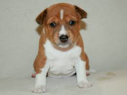 Need advice for newborn basenji