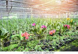 Hours, address, national orchid garden reviews: Orchid Farm With Orchid Flower Pot Hanging On The Farm Roof In The Nursery Plant Orchid Farm With Orchid Flower Pot Hanging Canstock