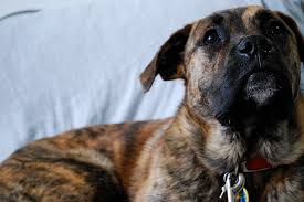 The anatolian shepherd dog is known for being bold, intelligent, confident, and proud. The Boxer Shepherd Mix A Great Dog But Not For Everyone