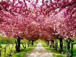 Japan S Cherry Blossoms Pink Trees Beautiful Tree Blossom Trees
