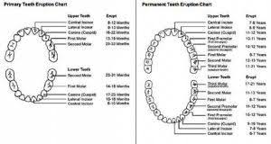 Dental Tooth Chart With Surfaces Dental Teeth Tooth Chart