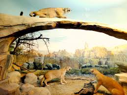 Grassland Biome In A Box Cheetah Habitat Diorama Diorama Kids Habitats Projects Animal Projects