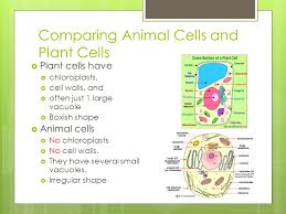 They are located in the cell cytoplasm and. Cells Cell Parts And Their Functions Nucleus Control Center Controls The Cell S Activities Contains Dna In Chromosomes Cell Membrane Gatekeeper Ppt Download