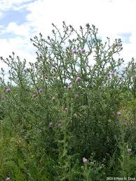 Image result for Carduus leptacanthus